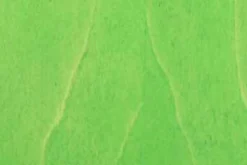 Kinder Holzspardose grün